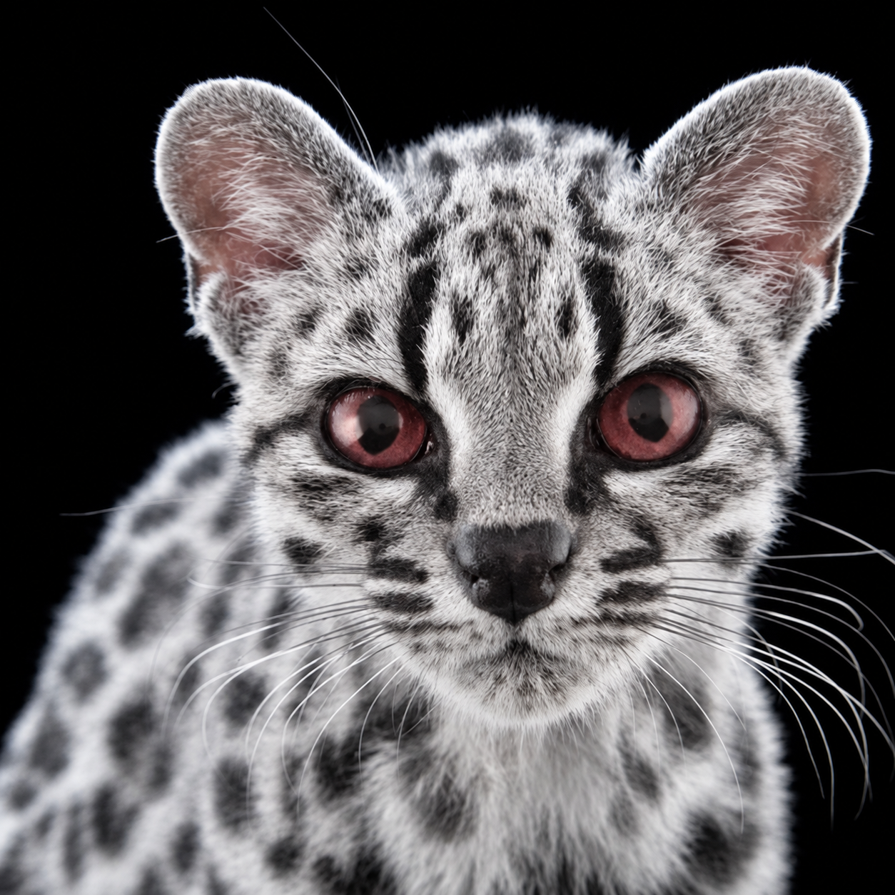 Albino Tilcayo, a white spotted nocturnal wild cat with rose-red eyes